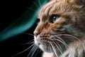 Maine Coon cat close-up in profile. Royalty Free Stock Photo