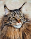 Maine Coon cat Royalty Free Stock Photo