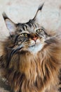 Maine Coon cat, close-up view Royalty Free Stock Photo