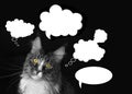 maine coon cat with a clouds of thoughts on a black background Royalty Free Stock Photo