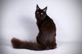 Maine Coon cat on colored backgrounds