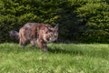 Maine Coon cat creeps hunts. Playing stealthy cat prowling on the grass in the sunny park. Front view, green coniferous background