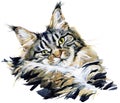 Maine Coon cat.cute kitten. watercolor domestic animal illustration