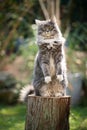 Maine coon cat doing a meerkat pose Royalty Free Stock Photo
