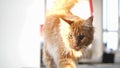 Cute maine coon cat exercising on a treadmill. Royalty Free Stock Photo