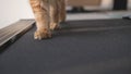 Paws of a cat, running on the treadmill. Royalty Free Stock Photo
