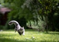 Playful fluffy cat running in green garden Royalty Free Stock Photo