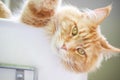 Maine Coon Cat Face Close Up Royalty Free Stock Photo