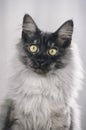 Maine Coon cat face Royalty Free Stock Photo