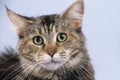 Maine Coon cat face Royalty Free Stock Photo