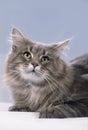 Maine Coon cat face Royalty Free Stock Photo