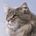 Maine Coon cat face Royalty Free Stock Photo