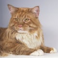 Maine Coon cat face Royalty Free Stock Photo
