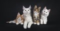 Maine Coon cat family on black background Royalty Free Stock Photo