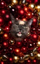 Maine coon cat festive christmas portrait with red golden baubles and copy space