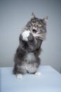 maine coon cat folding hands begging with mouth open making funny face Royalty Free Stock Photo