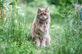 Maine coon cat in garden Royalty Free Stock Photo