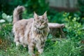 Maine coon cat in garden Royalty Free Stock Photo