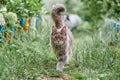 Maine coon cat in garden Royalty Free Stock Photo