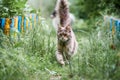 Maine coon cat in garden Royalty Free Stock Photo