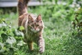 Maine coon cat in garden Royalty Free Stock Photo