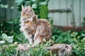 Maine coon cat in garden plot Royalty Free Stock Photo