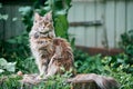 Maine coon cat in garden plot Royalty Free Stock Photo