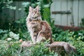 Maine coon cat in garden plot Royalty Free Stock Photo