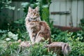 Maine coon cat in garden plot Royalty Free Stock Photo