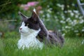 maine coon cat in the garden in summer Royalty Free Stock Photo