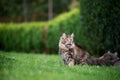 Maine coon cat in green garden Royalty Free Stock Photo