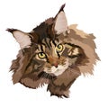 Maine coon cat head vector illustration, Maine Coon vector illustration, portrait. Brown color, head. Royalty Free Stock Photo