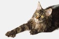 Huge Maine Coon Cat Isolated on White Background Royalty Free Stock Photo