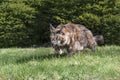 Big Maine Coon cat hunting in the summer sunny garden. Royalty Free Stock Photo