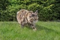 Maine Coon cat hunts. Portrait stealthy cat prowling on the grass in the sunny garden. Front view, green coniferous background Royalty Free Stock Photo