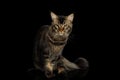 Maine Coon Cat Isolated on Black Background Royalty Free Stock Photo
