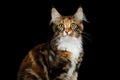 Maine Coon Cat Isolated on Black Background Royalty Free Stock Photo