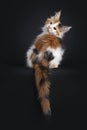 Maine Coon cat kitten on black background Royalty Free Stock Photo