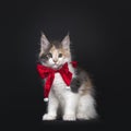 Maine Coon cat kitten on black, Chistmas themed Royalty Free Stock Photo