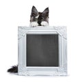 Maine Coon cat kitten holding photo frame Royalty Free Stock Photo