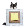 Maine Coon cat kitten holding photo frame Royalty Free Stock Photo