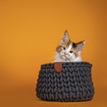 Maine Coon cat kitten on orange background Royalty Free Stock Photo