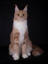 Maine Coon cat kitten siting, on black Royalty Free Stock Photo