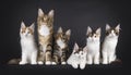 Maine Coon cat kittens on black background Royalty Free Stock Photo