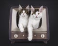 Maine Coon cat kittens on black background Royalty Free Stock Photo