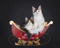 Maine Coon cat kittens on black background Royalty Free Stock Photo