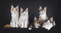 Maine Coon cat kittens on black background Royalty Free Stock Photo