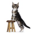 Maine Coon cat kittens on white background