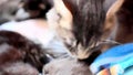Maine coon Cat is licking her kittens