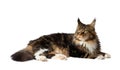 Maine Coon cat lies on a white background Royalty Free Stock Photo